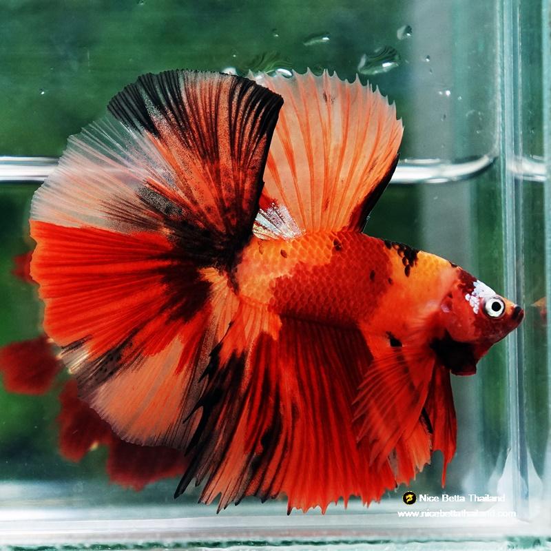 Betta fish Tiger Nemo on Fire Sky Hawk OHM