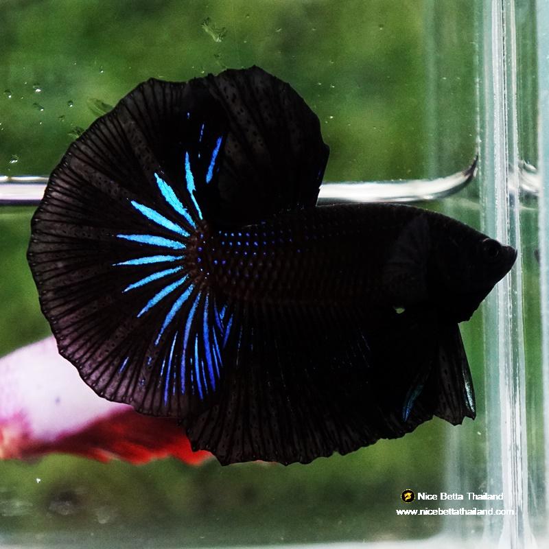 Betta fish Super Black Light Hawk OHM