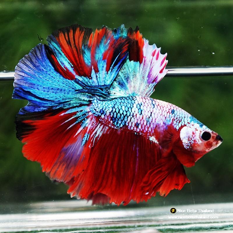 Betta fish Fancy Red Multicolors OHM