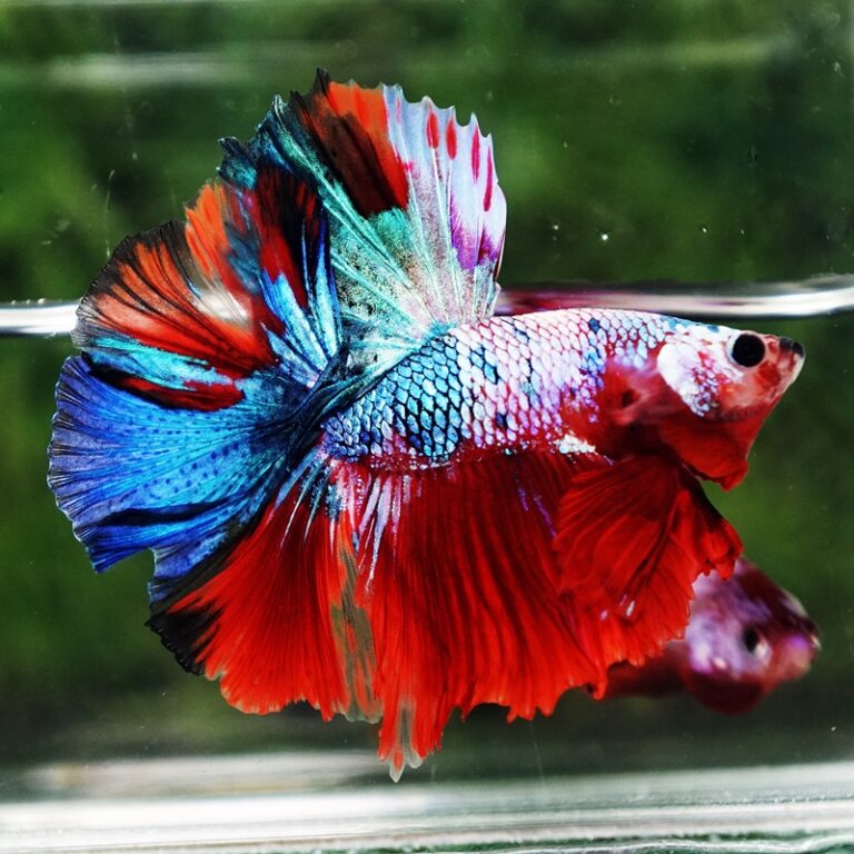 Betta fish Fancy Red Multicolors OHM - nicebettathailand.com