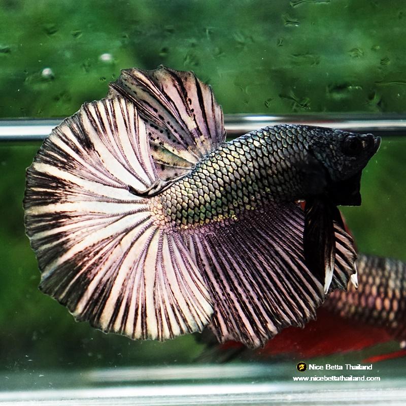 Betta fish Copper Gold Classic OHM