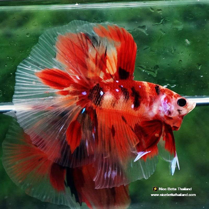 Betta fish Nemo Koi Classic HM