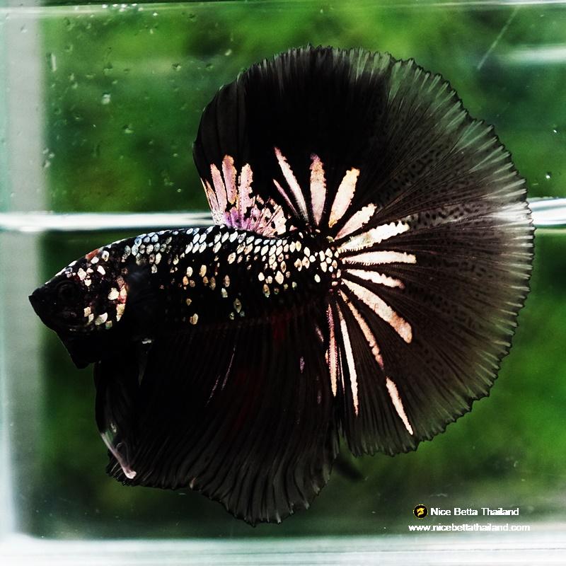 Betta fish King Black Hole Copper Galaxy OHM (Rare)