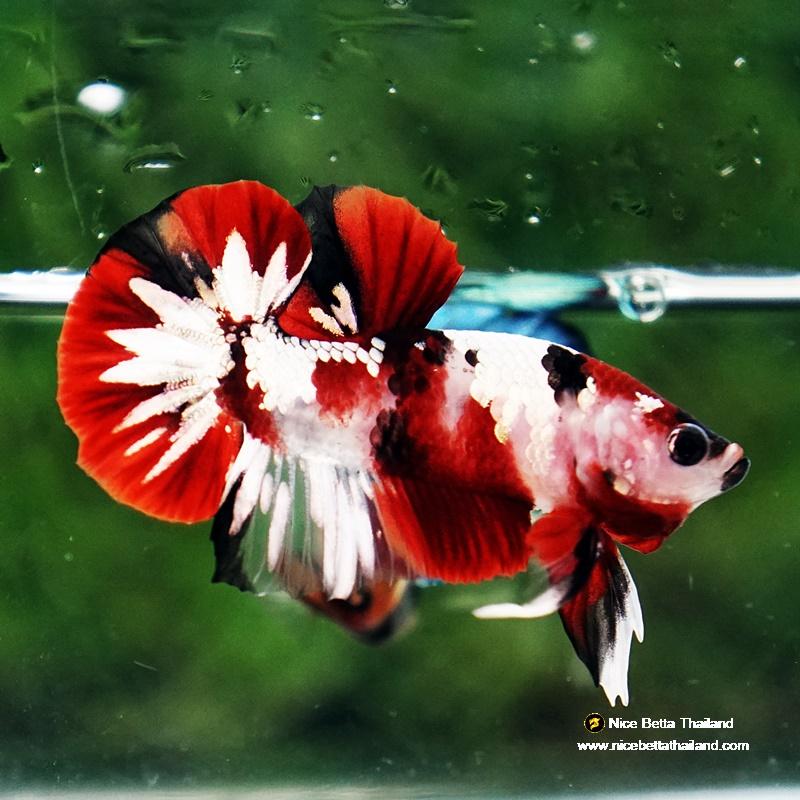 Betta fish Red Tuxedo Copper Koi OHMPK