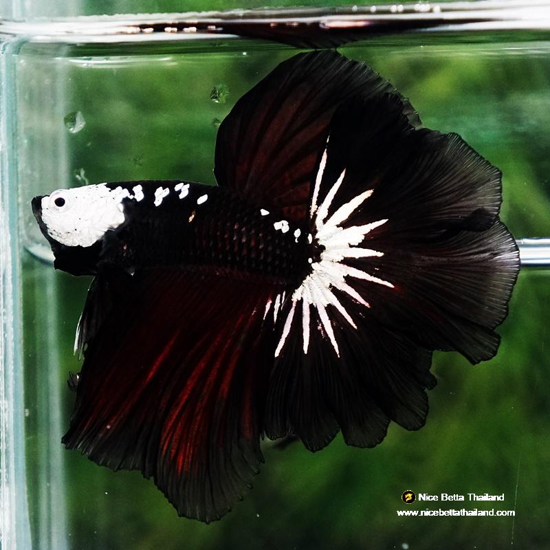 Betta fish Killer Shadow Vampire Samurai Rosetail OHM (Ultra Rare)