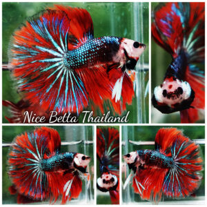 Betta fish Monkey face Red Devil Star OHM