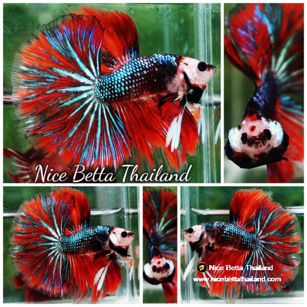 Betta fish Monkey face Red Devil Star OHM