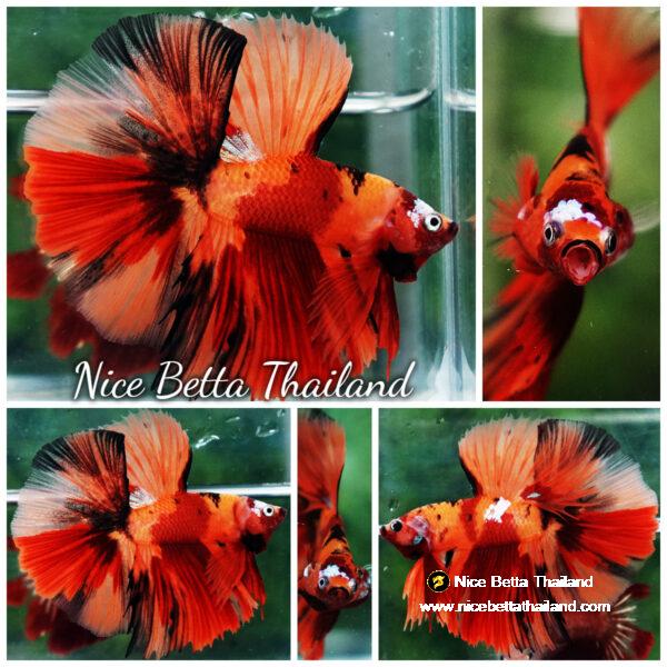 Betta fish Tiger Nemo on Fire Sky Hawk OHM