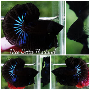 Betta fish Super Black Light Hawk OHM