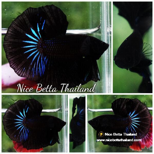 Betta fish Super Black Light Hawk OHM