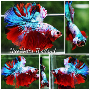 Betta fish Fancy Red Multicolors OHM