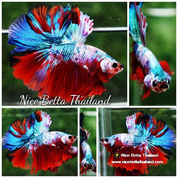 Betta fish Fancy Red Multicolors OHM