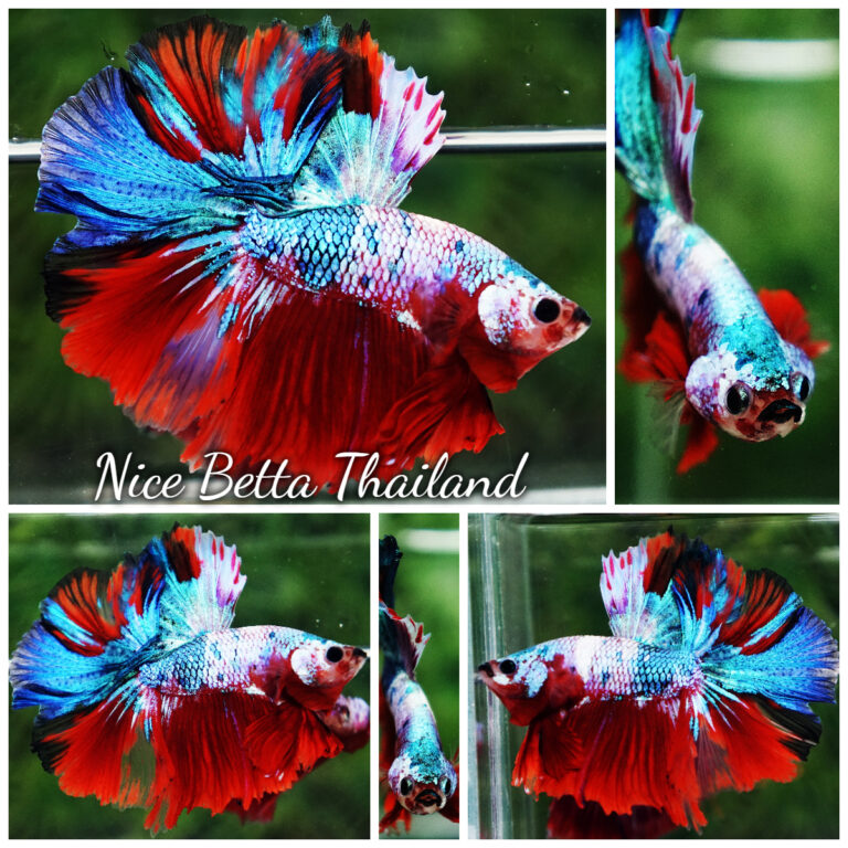 Betta fish Fancy Red Multicolors OHM - nicebettathailand.com