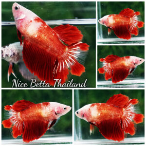 Betta fish Female Red Star Koi HM