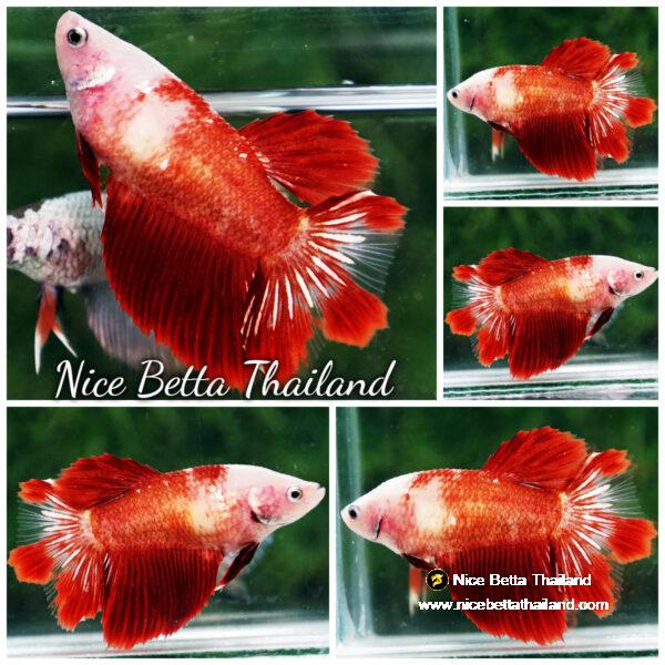 Betta fish Female Red Star Koi HM