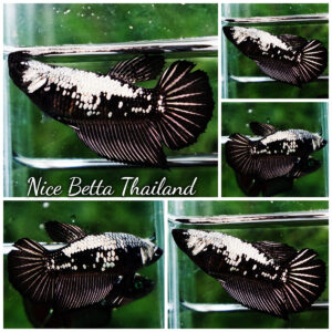 Betta fish Female Shadow Black Samurai HM