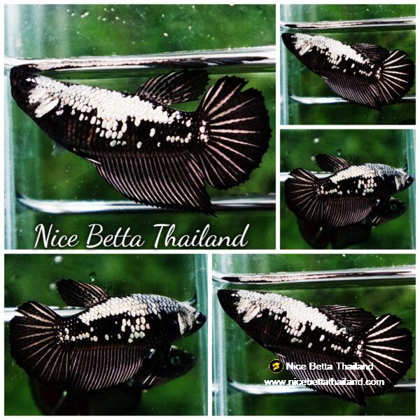 Betta fish Female Shadow Black Samurai HM