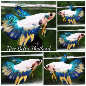 Betta fish Female Fancy Yellow Blue Banabie HM