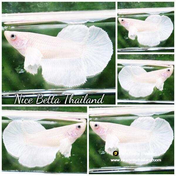 Betta fish Female Prince of White Dumbo HM