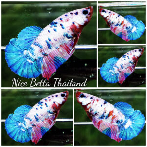 Betta fish Fancy Magical Pink Blue Marble HMPK