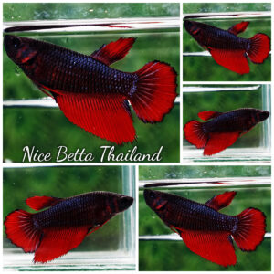 Betta fish Female Black Hell Girl HM