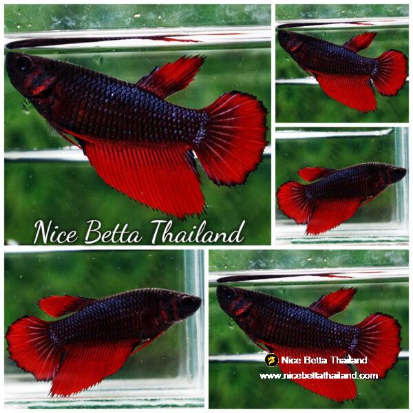 Betta fish Female Black Hell Girl HM