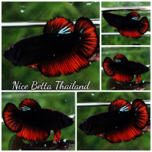 Betta fish Female Black Hole Warriors HM