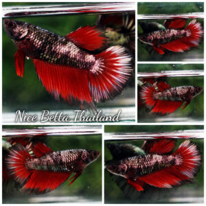 Betta fish Female Hell Girl Avatar HM