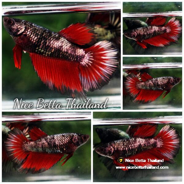 Betta fish Female Hell Girl Avatar HM