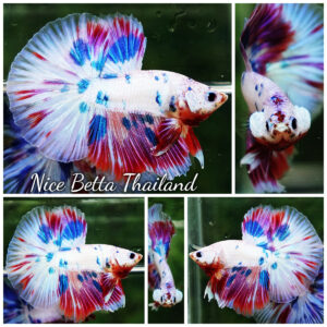 Betta fish Magical Pink Blue Marble HM