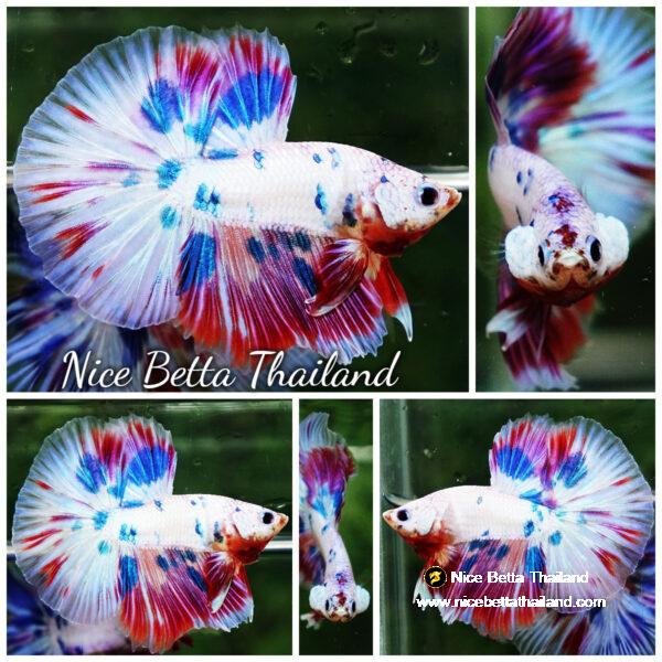 Betta fish Magical Pink Blue Marble HM