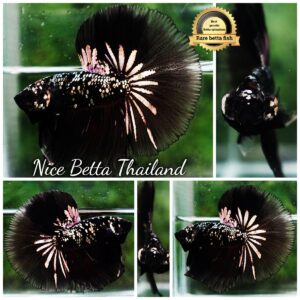 Betta fish King Black Hole Copper Galaxy OHM (Rare)