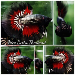 Betta fish Hell Copper Butterfly OHM