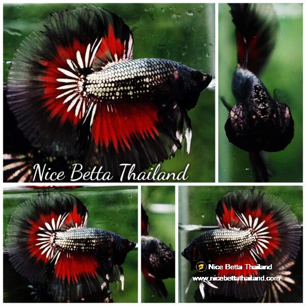 Betta fish Hell Copper Butterfly OHM