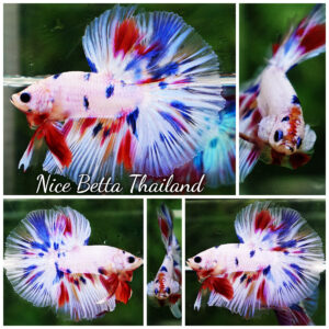 Betta fish Prince Fancy Rainbow Hawk OHM