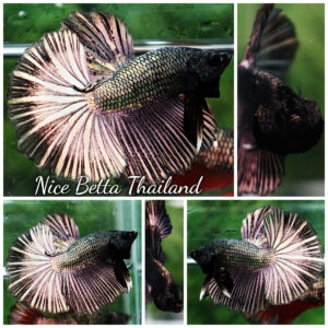 Betta fish Copper Gold Classic OHM