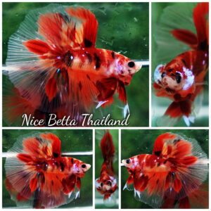 Betta fish Nemo Koi Classic HM