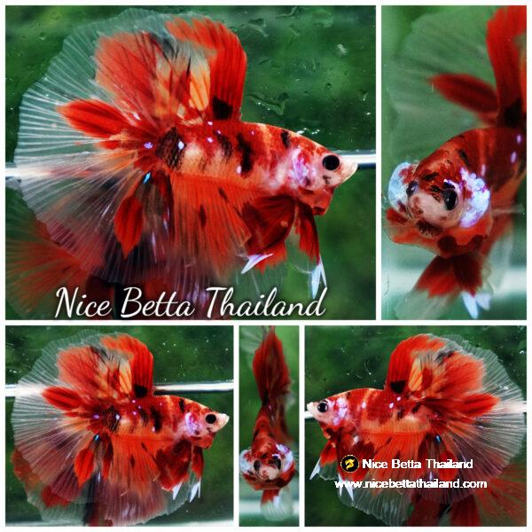 Betta fish Nemo Koi Classic HM