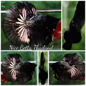 Betta fish Black Copper Dragon OHM