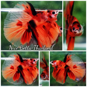 Betta fish Nemo Classic HM