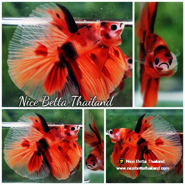 Betta fish Nemo Classic HM