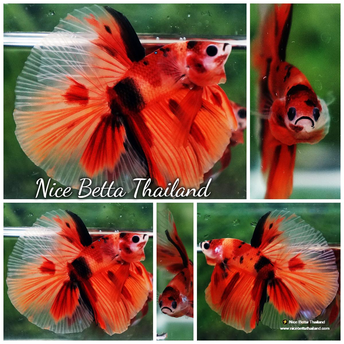 Betta fish Nemo Classic HM