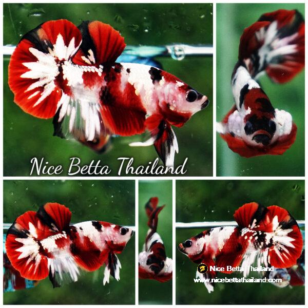 Betta fish Red Tuxedo Copper Koi OHMPK