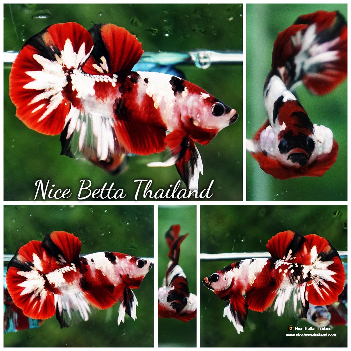 Betta fish Red Tuxedo Copper Koi OHMPK