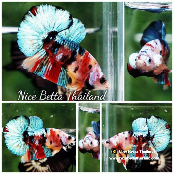 Betta fish Siam Candy Nemo OHMPK