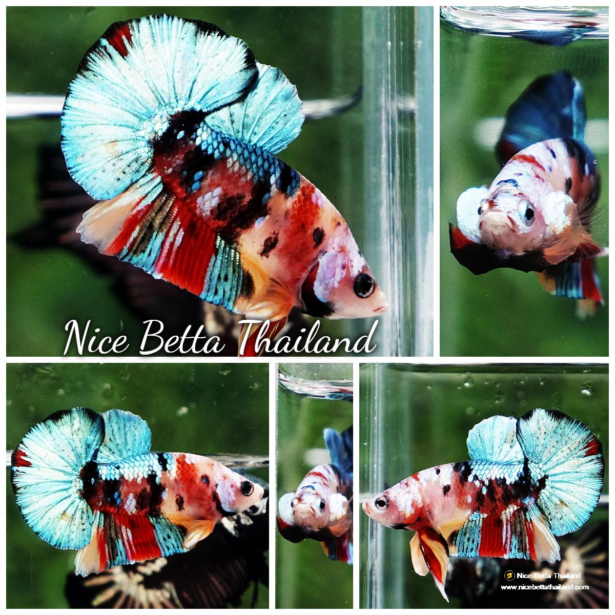 Betta fish Siam Candy Nemo OHMPK