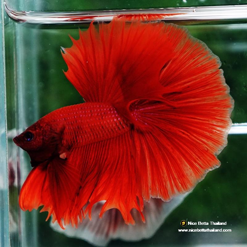 Betta fish Blood Red Black Evil Spot Sky Hawk OHM