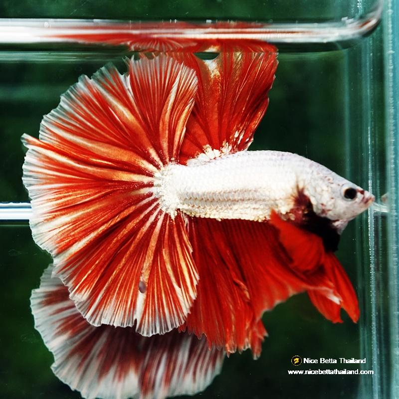 Betta fish Red Gold Dragon Sky Hawk OHM