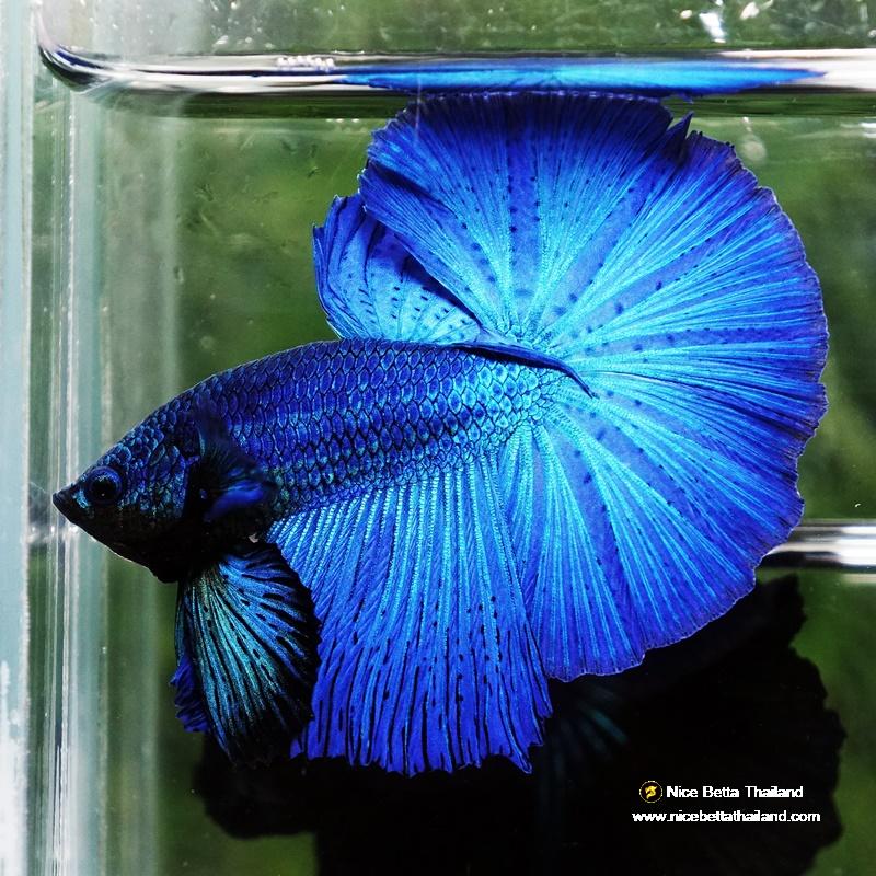 Betta fish Turquoise Classic OHM