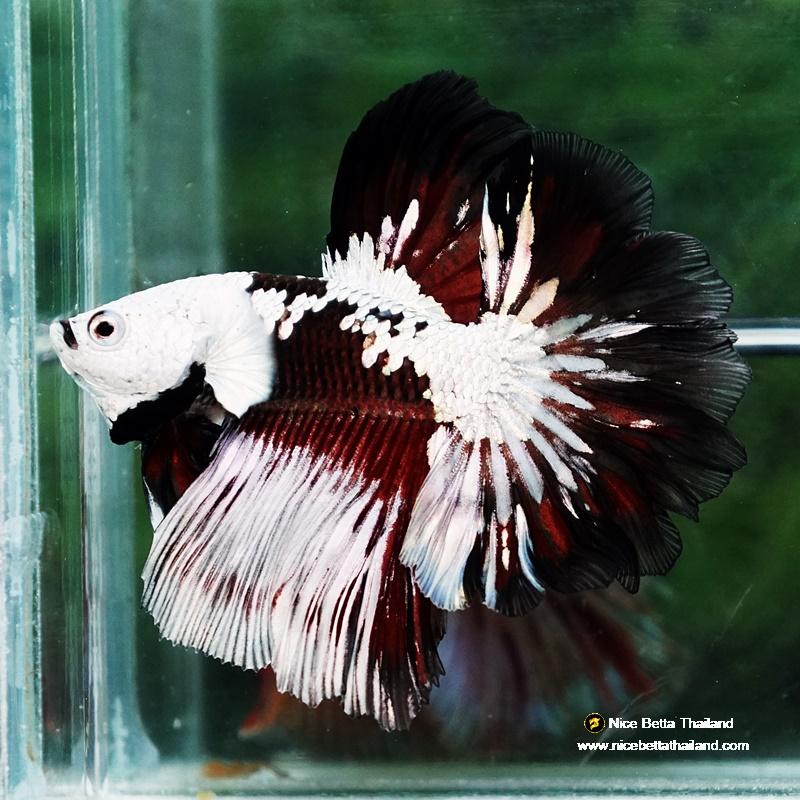 Betta fish Killer Shadow Vampire Black Star samurai Helmet Feathertail (Ultra Rare) OHM